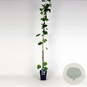 Vitis 'Boskoop Glory' 150-175 cm 5,0L