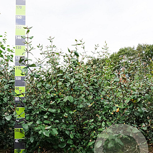 Viburnum burkwoodii 80-100 cm met kluit