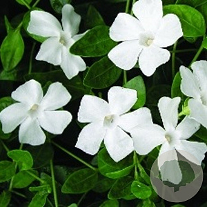 Vinca minor 'Alba' GM P9