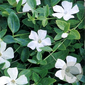 Vinca minor 'Gertrude Jekyll' GM P9