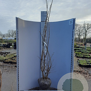 Viburnum opulus 175-200 cm met kluit