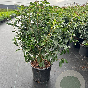 Viburnum tinus 30-40 cm 3,0L