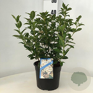 Viburnum tinus 30-40 cm 3,0L