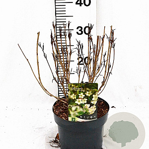 Weigela 'Bristol Snowflake' 40-50 cm 3,0L