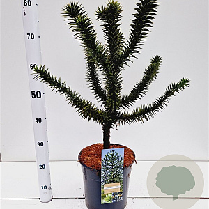 Araucaria araucana 40-50 cm 7,5L