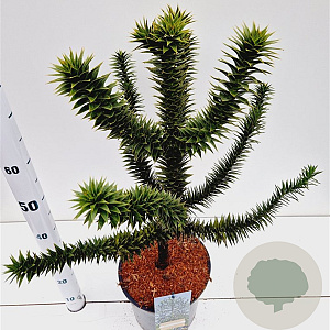 Araucaria araucana 40-50 cm 7,5L