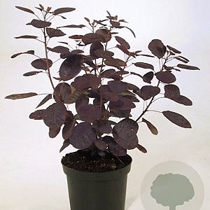 Cotinus cog. 'Royal Purple' 3,0L