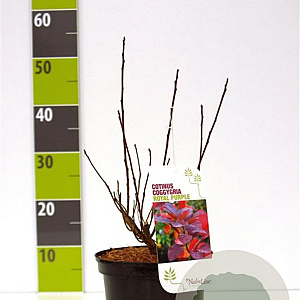 Cotinus cog. 'Royal Purple' 3,0L