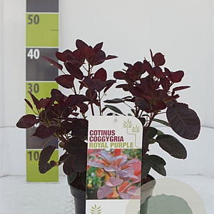 Cotinus cog. 'Royal Purple' 3,0L