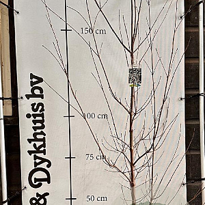 Cornus kousa chinensis 175-200 cm met kluit