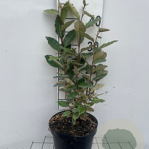 Elaeagnus ebb. 'Compacta' 40-50 cm 3,0L