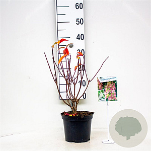 Hydrangea pan. Pinky Winky 30-40 cm 3,0L