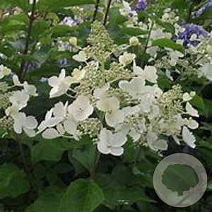 Hydrangea pan. 'White Lady' 15-20 cm 2,5L