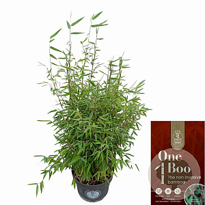 Fargesia 'Jiuzhaigou 1' 60-80 cm 5,0L