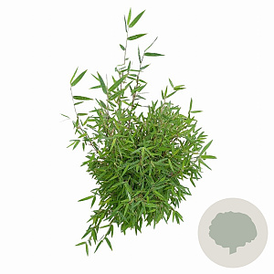 Fargesia 'Jiuzhaigou 1' 60-80 cm 5,0L