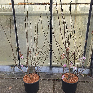 Magnolia loebneri 'Leonard Messel' 100-125 cm 12L