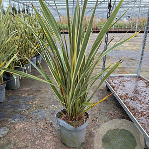 Phormium tenax 'Variegatum' 60-80 cm 7,5L