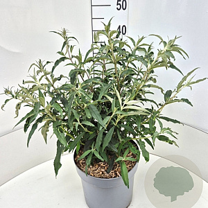 Buddleja dav. 'Lilac Cascade' 30-40 cm 10L