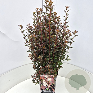 Physocarpus opulif. Little Devil 50-60 cm 20L