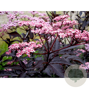 Sambucus nigra Black Beauty 30 cm 10L