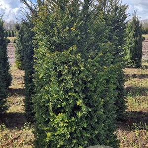Taxus baccata 150-175 cm draadkluit