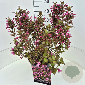 Weigela florida 'Nana Purpurea' 30-40 cm 10L