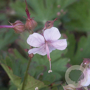 Geranium cant. 'Harz' GM P9