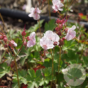 Geranium cant. 'Harz' GM P9