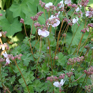 Geranium cant. 'Harz' GM P9