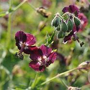 Geranium ph. 'Angelina' GM P9