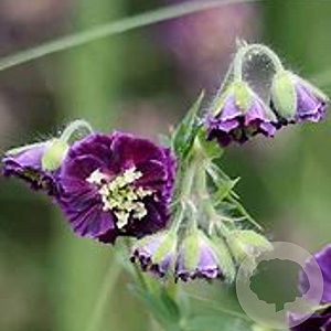 Geranium ph. 'Joseph Green' GM P9