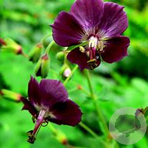 Geranium ph. 'Mourning Widow' GM P9
