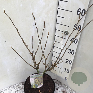 Hamamelis int. 'Arnold Promise' 40-50 cm 7,5L