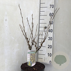 Hamamelis int. 'Arnold Promise' 40-50 cm 7,5L