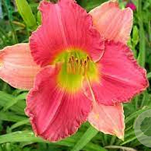 Hemerocallis 'Final Touch' GM P9