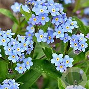 Myosotis pal. 'Semperflorens' GM P9 leverbaar