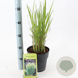 Panicum virgatum 'Northwind' 30-50 cm 3,0L