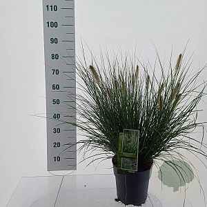 Pennisetum al. 'Hameln' 30-40 cm 6,5L