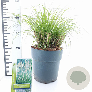 Pennisetum al. 'Hameln' 30-40 cm 6,5L