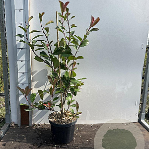 Photinia fraseri 'Red Robin' 60-80 cm 5,0L