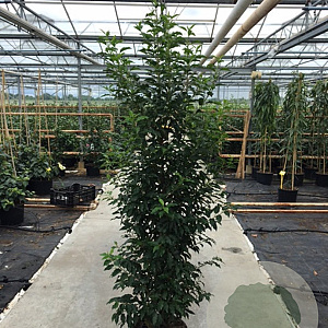 Prunus l. 'Angustifolia' 150-175 cm 25L