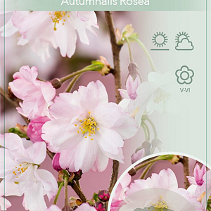 Prunus subh. 'Autumnalis Rosea' 90 cm stam 7,5L