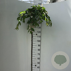 Prunus yedoensis 'Ivensii' 150 cm stam 10L