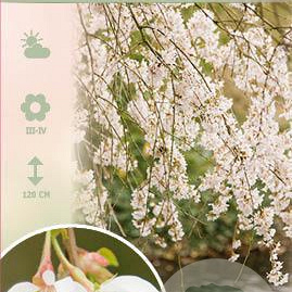 Prunus yedoensis 'Ivensii' 150 cm stam 10L