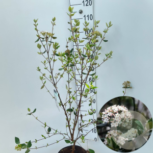Viburnum burkwoodii 80-100 cm 7,5L