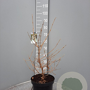 Viburnum plic. Kilimandjaro 60-80 cm 7,5L