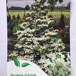 Viburnum plic. Kilimandjaro 60-80 cm 7,5L