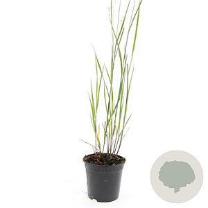 Panicum virgatum 'Heavy Metal' GM C1.3