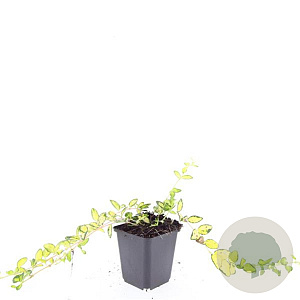 Vinca minor Illumination GM P9