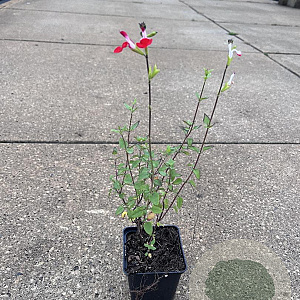 Salvia micr. 'Hot Lips' GM P9